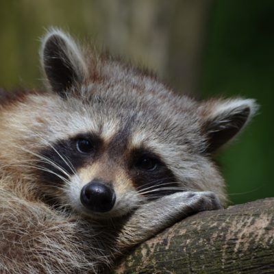 raccoon raccoon