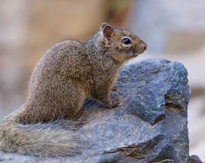 dreamstime_xs_19983811 squirrel