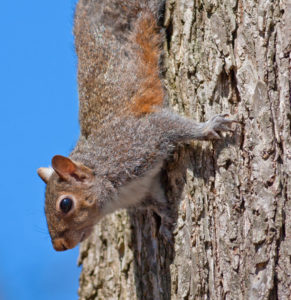squirrel on a tree looking down in a wildlife control area- Pest Control Services in Covington GA