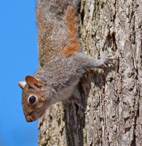 squirrel on a tree looking down in a wildlife control area- Pest Control Services in Covington GA