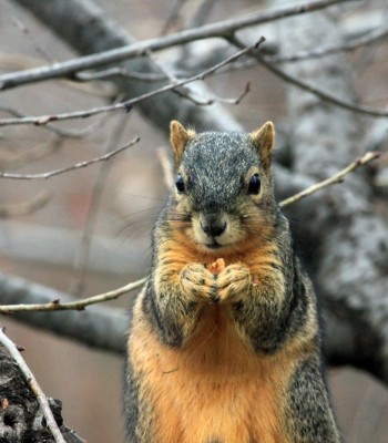 Squirrel on limb Pest Control Services in Covington GA