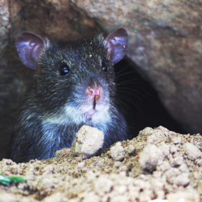 rodant rodent