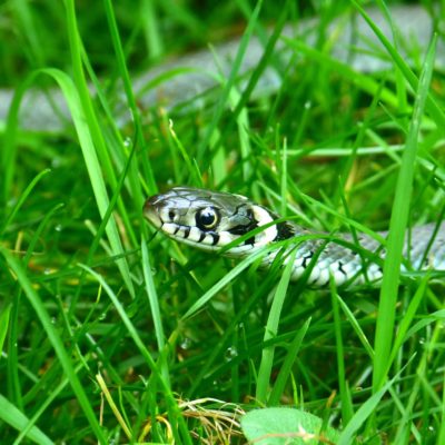 grass-snake-634639_1920 grass snake