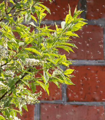 mosquitoes around a bush in a mosquito control area- Pest Control Services in Conyers GA