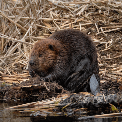 beaver removal in athens ga beaver removal in athens ga
