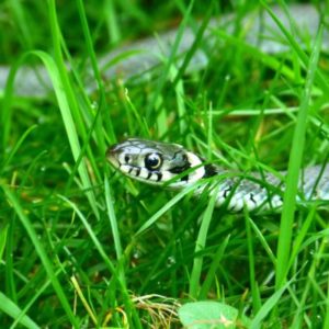 snake removal in loganville ga