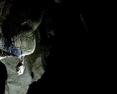 Bat-wildlife removal services in Bogart GA Bat-wildlife removal services in Bogart GA