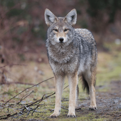Coyote-wildlife removal services in Bogart GA Coyote-wildlife removal services in Bogart GA