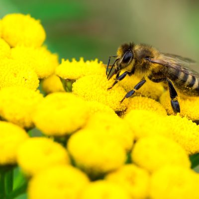 Honeybee-wildlife removal services in Bogart GA Honeybee-wildlife removal services in Bogart GA