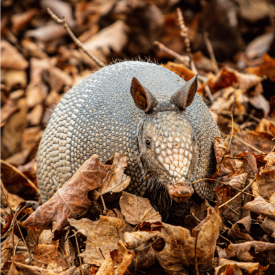 armadillo-wildlife removal services in Bogart GA Armadillo-wildlife removal services in Bogart GA