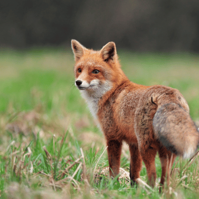 fox-wildlife removal services in Bogart GA Fox-wildlife removal services in Bogart GA