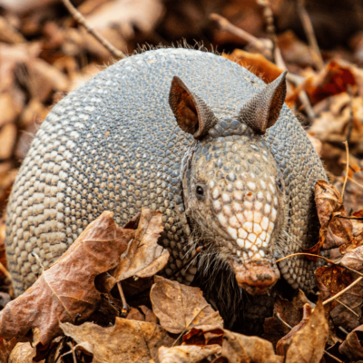 wildlife removal services in Duluth GA-Armadillo wildlife removal services in Duluth GA-Armadillo