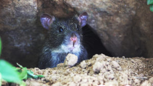 wildlife removal services in Duluth GA-Rat and mouse