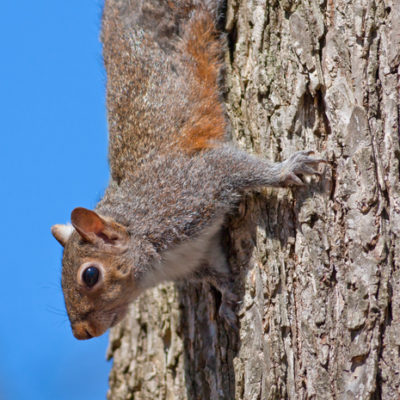 Pest Control Services in Bogart GA