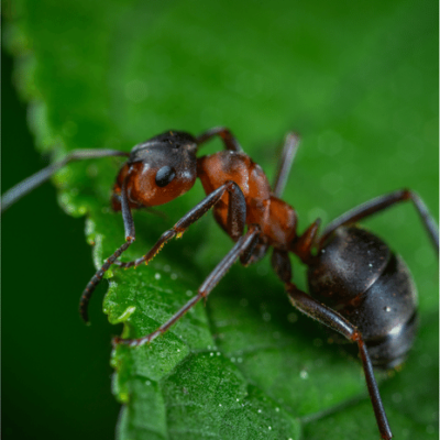 Bogart GA Pest Control