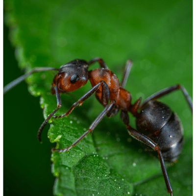 Cumming GA Pest Control Cumming GA Pest Control