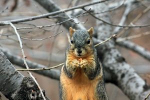 Pest Control Services in Cumming Ga